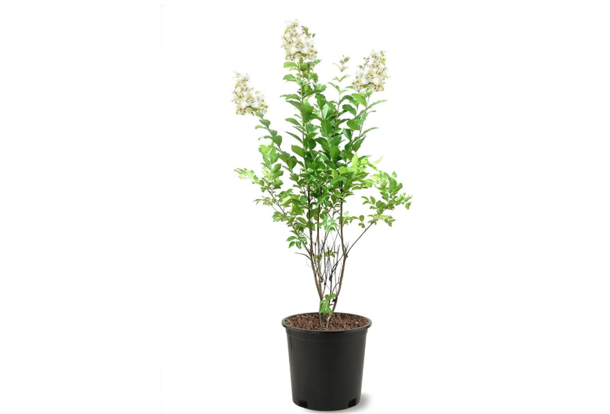 Natchez Crape Myrtle Live Tree, 1 Gallon Potted, White Flowers | Arbor Day Foundation (Due to Agricultural