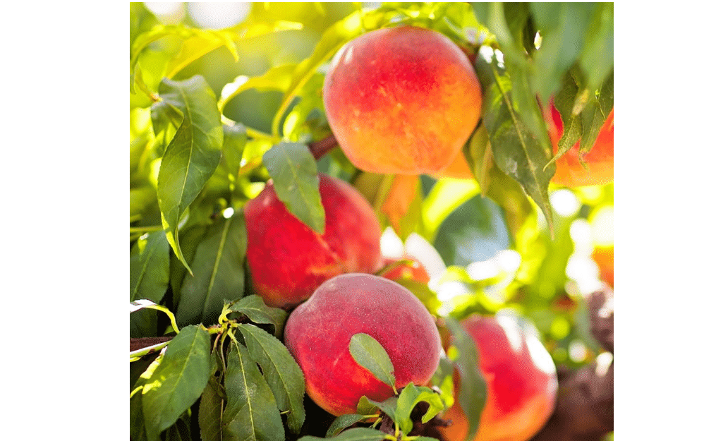 Elberta Peach Tree, 3-4 ft. Height, 7 gal Nursery Pot | Fruit Bearing, Heirloom Variety, Self Polinator, Cannot Ship