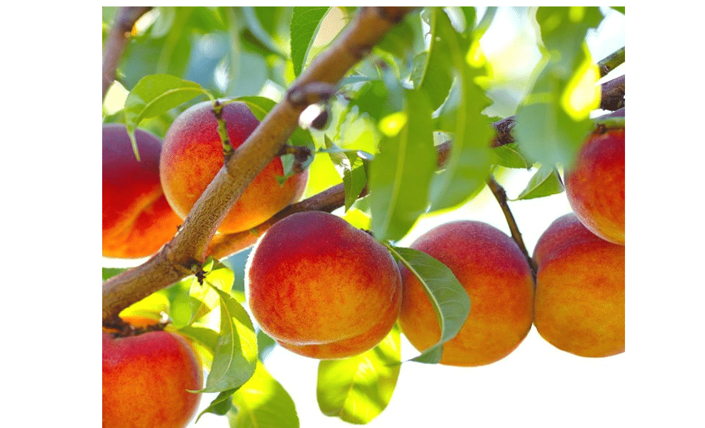 Harvester Peach Tree, Fresh Fruit-Bearing Tree, Red and Yellow Peaches (3 Gallon/