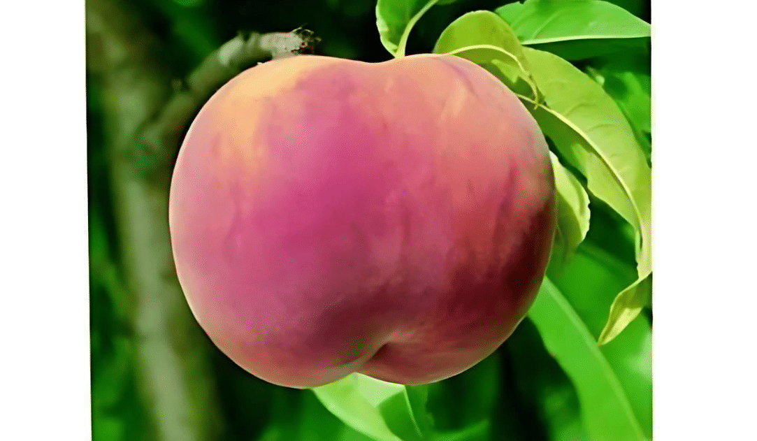 1 Live Contender Peach Tree - Approximately 2 ft Tall - Ready to Plant - Delicious Sweet Peaches