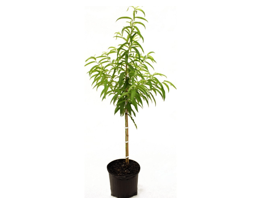 White Hale Peach Tree, Vibrant Foliage, Ornamental Value, Pure White Fruit, Deciduous, 5 gal. Nursery Pot (Due to Agricultural Laws,