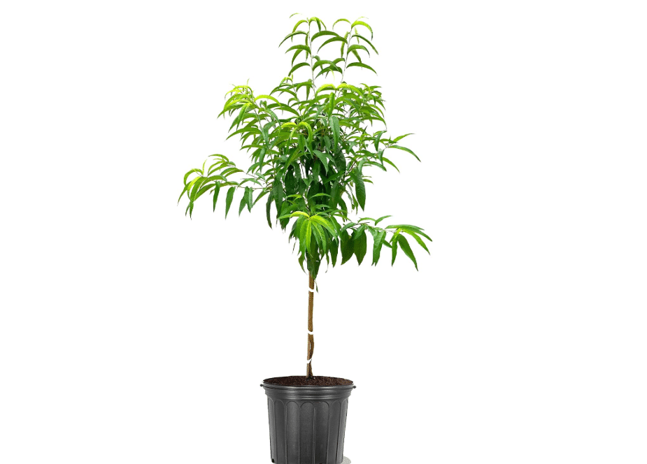 Tropic Beauty Peach Tree, 5 Gallon Pot | Due to Agricultural Laws, we Cannot Ship