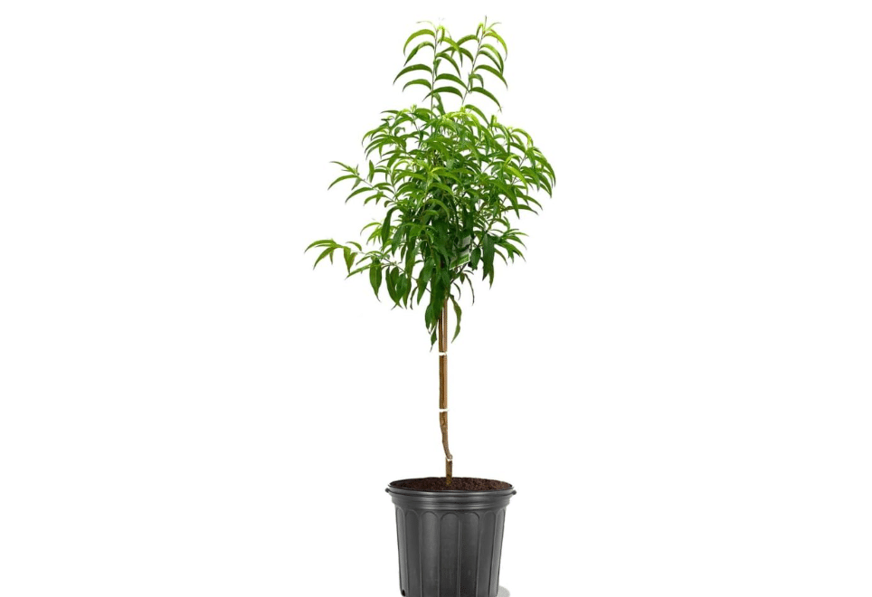 Red Haven Peach Tree, Freestone, Heavy-Bearing, Self-Pollinating, Deciduous, 5 gal Nursery Pot (Due to Agricultural Laws, we Cannot Ship