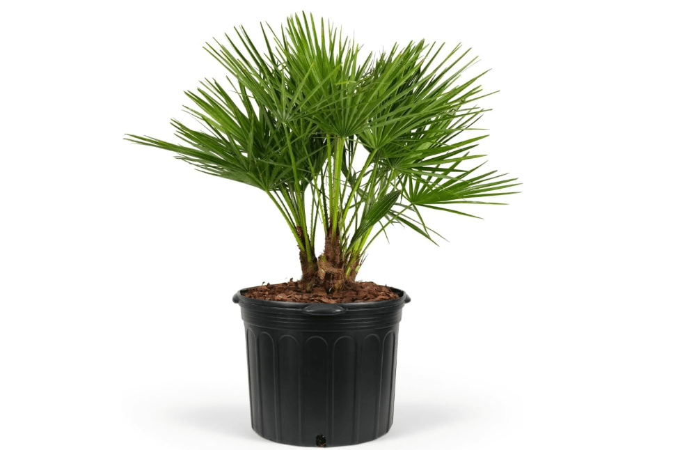  European Fan Palm Tree Multi - Chamaerops Humilis, Cold Hardy Mediterranean Palm, Drought-Tolerant Ornamental Plant for Patios, Gardens, and Landscapes.