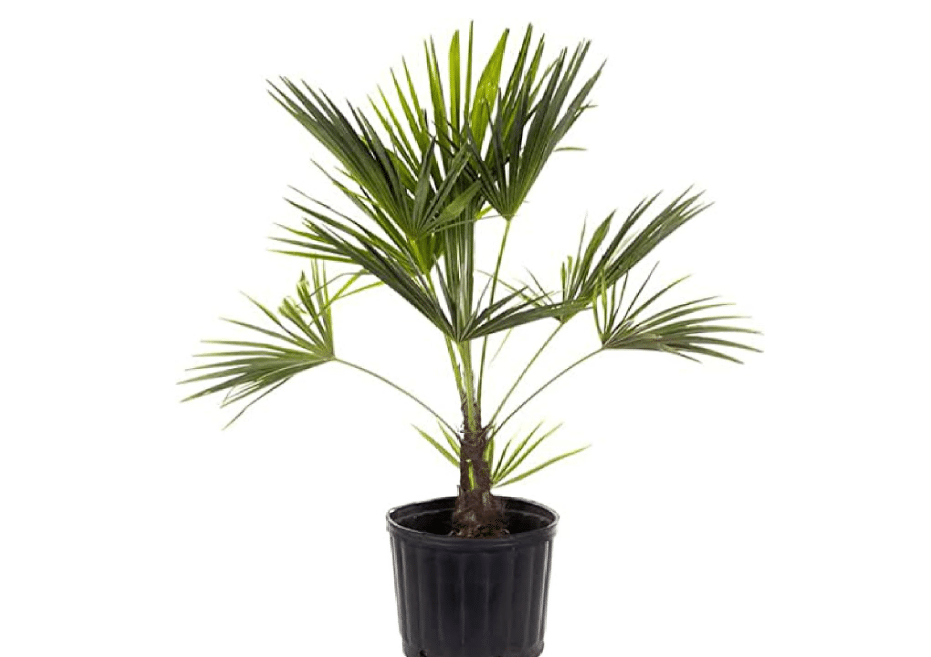  American Plant Exchange Windmill Palm Tree – 10-Inch with Pot – Live Chusan Palm Plant, Cold Hardy Tropical Tree for Home, Patio, or Garden Landscape