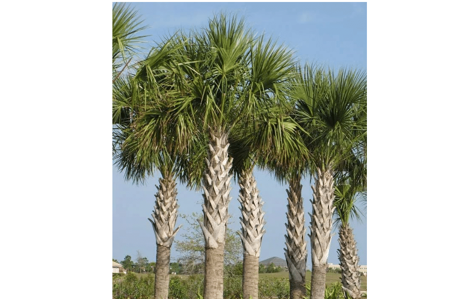  Sabal Palm Tree Seeds - Cabbage Palm - Texas Sabal Palmetto - 10 Fresh Seeds for Tropical Beauty