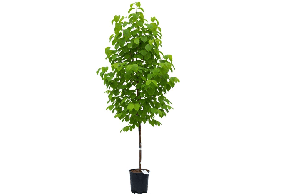 Autumn Brilliance Serviceberry, Four-Season Interest with Blooms and Berries, 1 gal. Nursery Pot, 1–2 ft Tree Height (Ships to 48 States Including