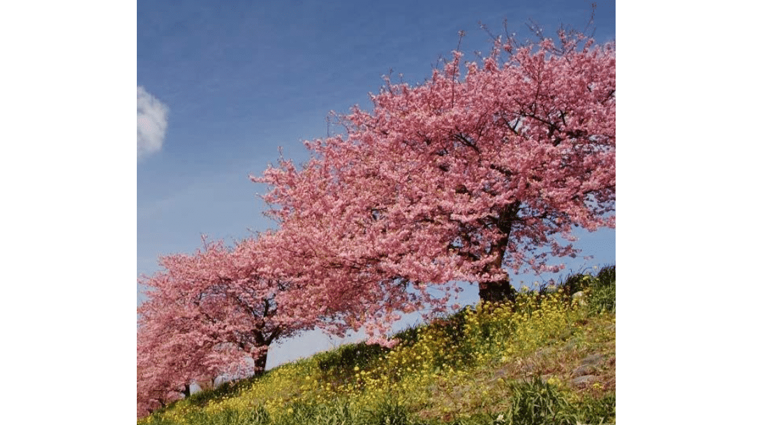 Brighter Blooms Kwanzan Cherry Tree, 4-5 ft. | No Shipping