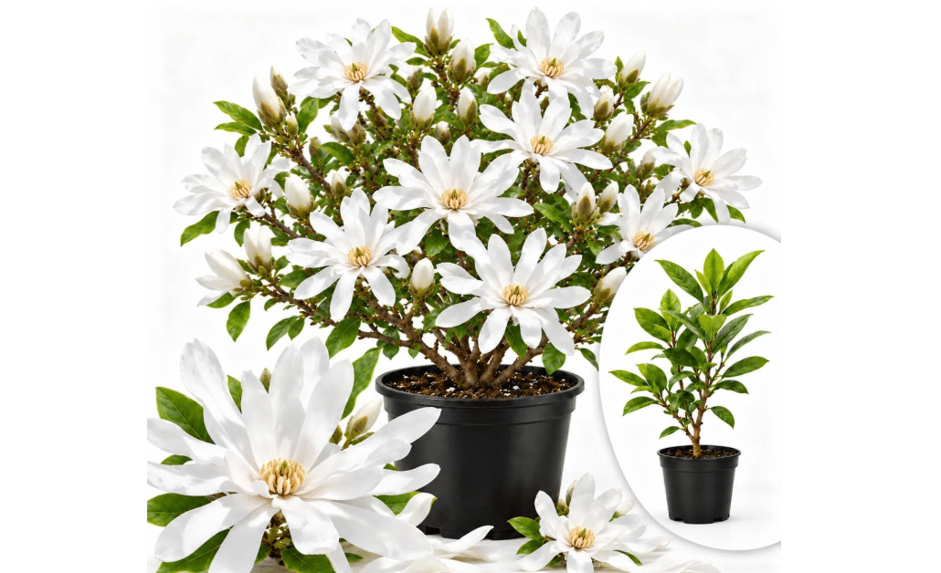 Star Magnolia Flower Tree Live Plant, Outdoor Landscape Tree, 2.5'' Pot | Zones 4-9, Scented Spring Blooms, Landscape Yard, Well-Rooted Tree