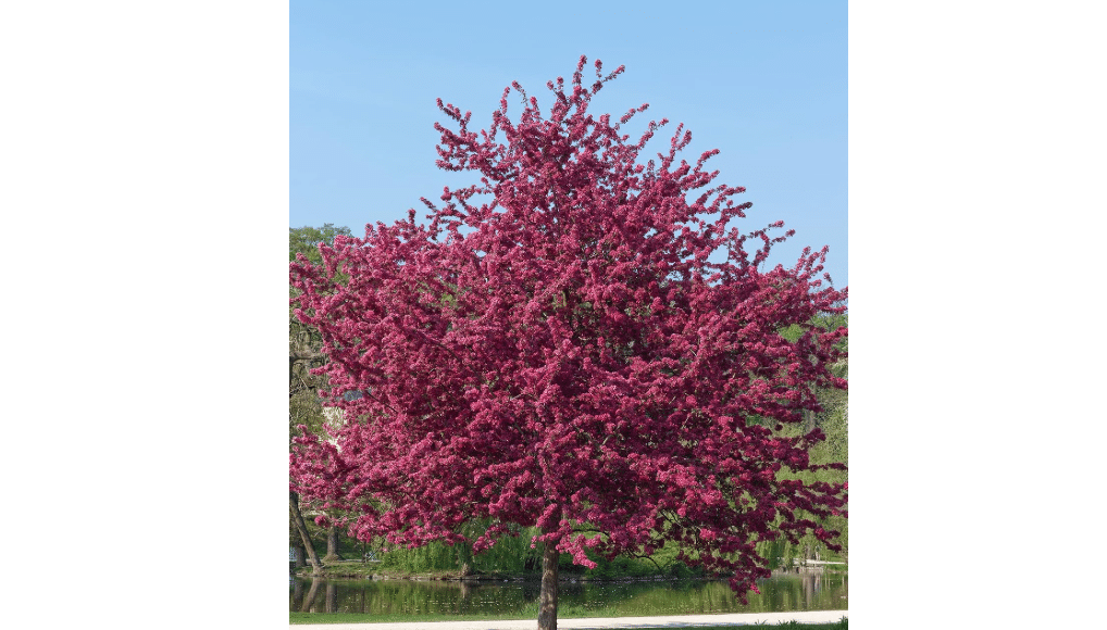 Prairiefire Crabapple Tree, Vibrant Pink Flowering, Deciduous, Luscious Dark Red Foliage, 7 gal, Nursery Pot (Due to Agricultural Laws, we Cannot