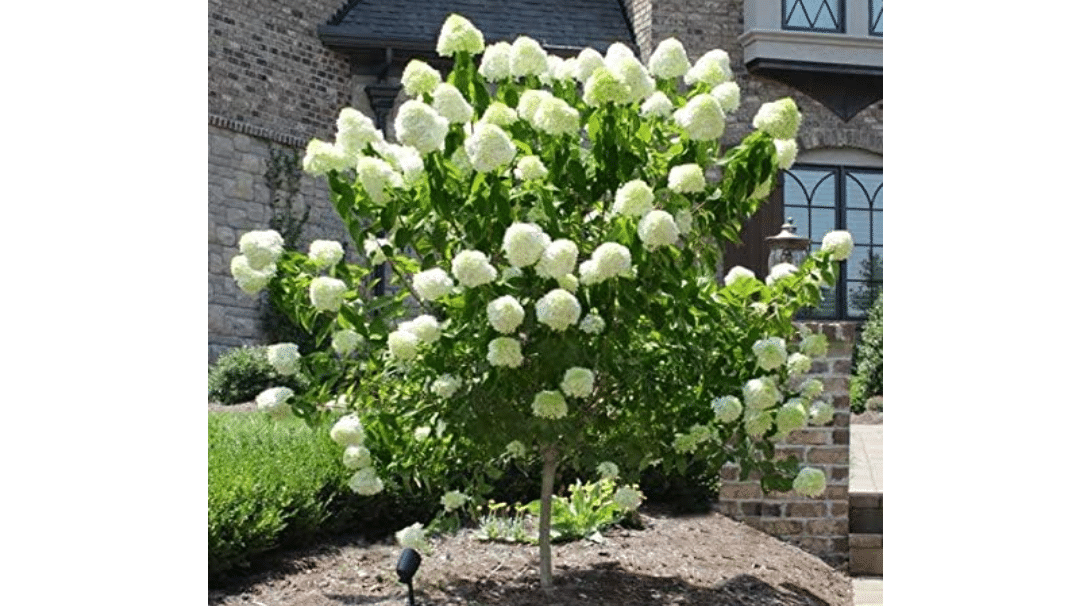 Brighter Blooms Proven Winners® Limelight Hydrangea