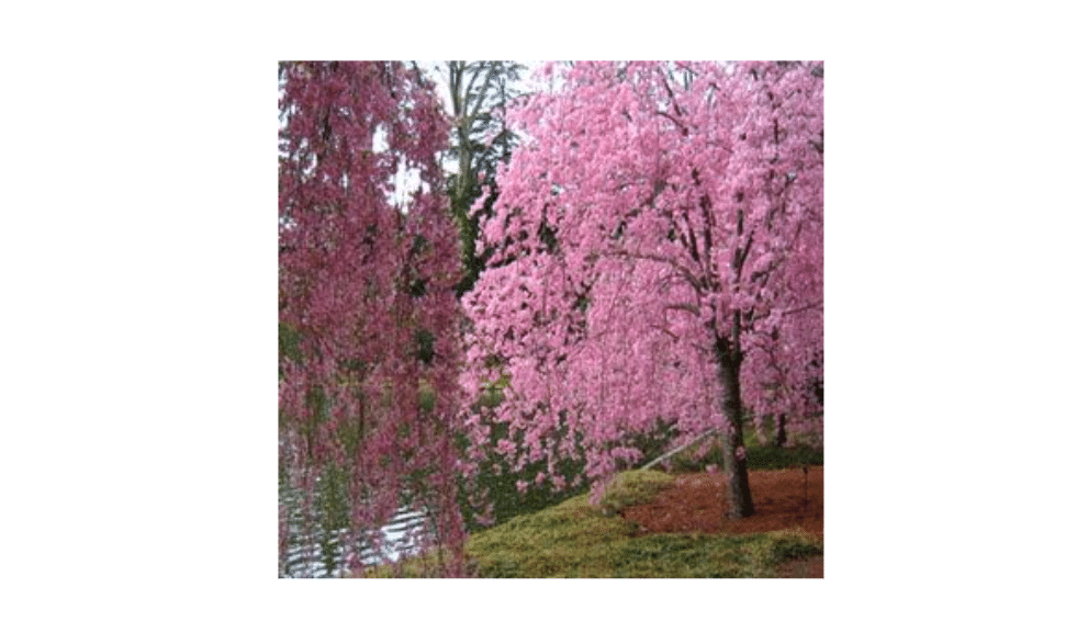 Pink Japanese Weeping Cherry Tree 'Higan' - Live Plant Shipped 3 to 4 Feet Tall by DAS Farms