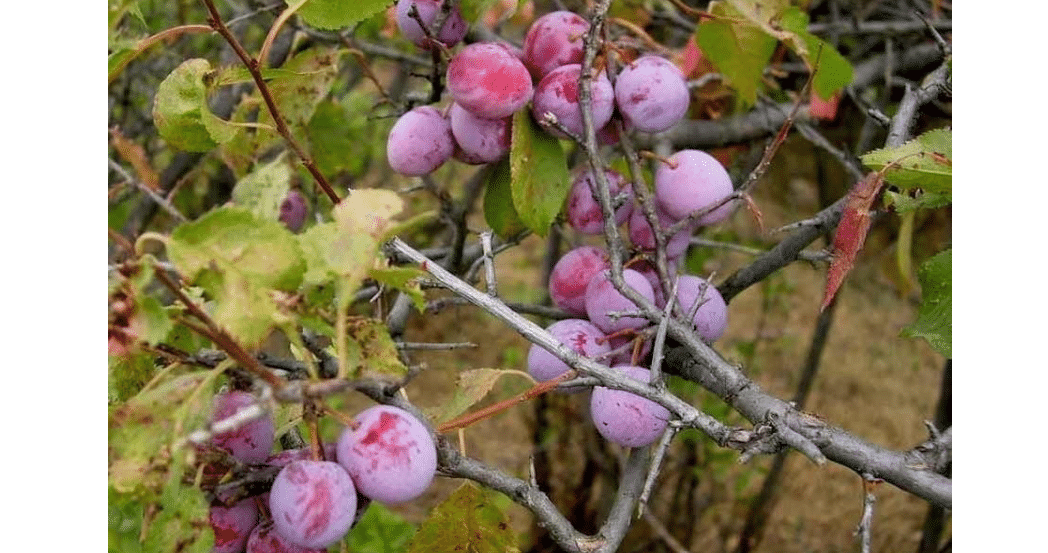 3 American Plum Trees - 12-24" Tall Starter Plants - Prunus Americana