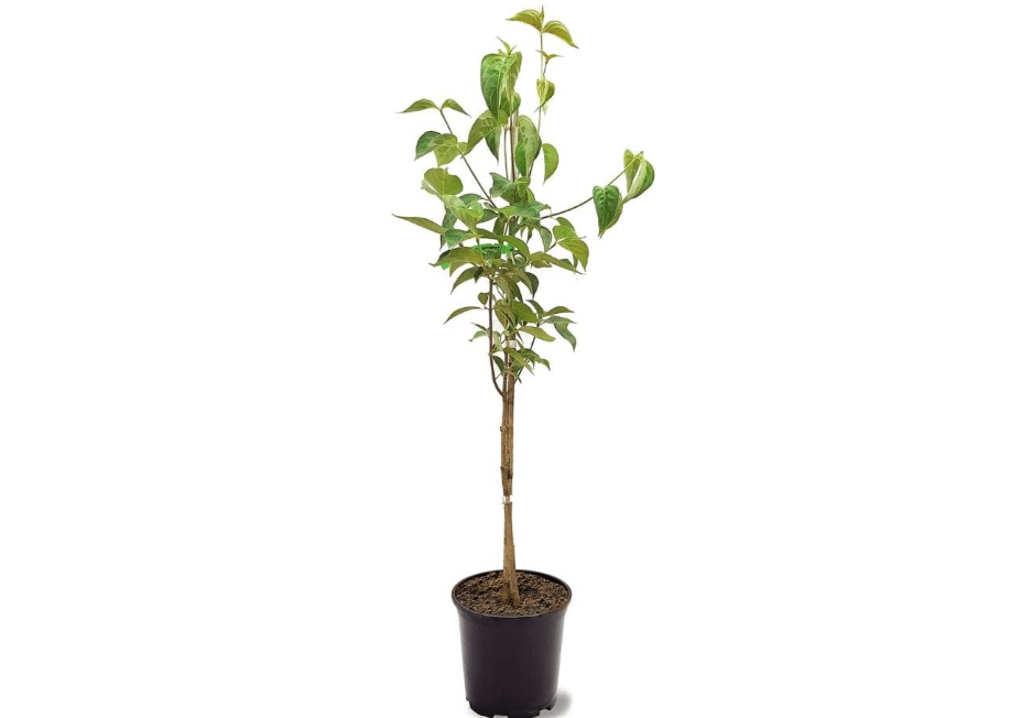 Generic White Dogwood Tree, 1 gal Nursery Pot | White Flowering, Charcoal Bark, Fruit Bearing, Cannot Ship