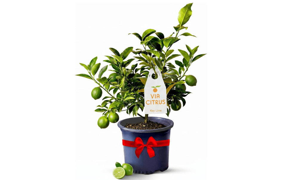 Key Lime Tree Live Plant 13-22" Tall, 1 Gallon Pot by Via Citrus | Florida Grown Indoor Lime Tree Outdoor Citrus Fruit Tree Compact Size Home