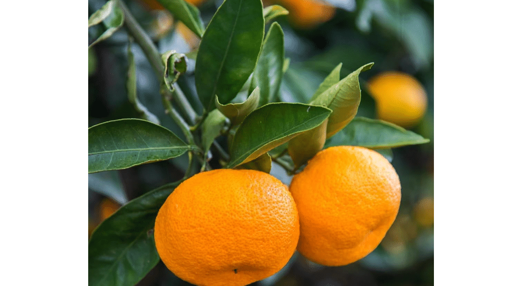 Brighter Blooms Calamondin Orange Tree,