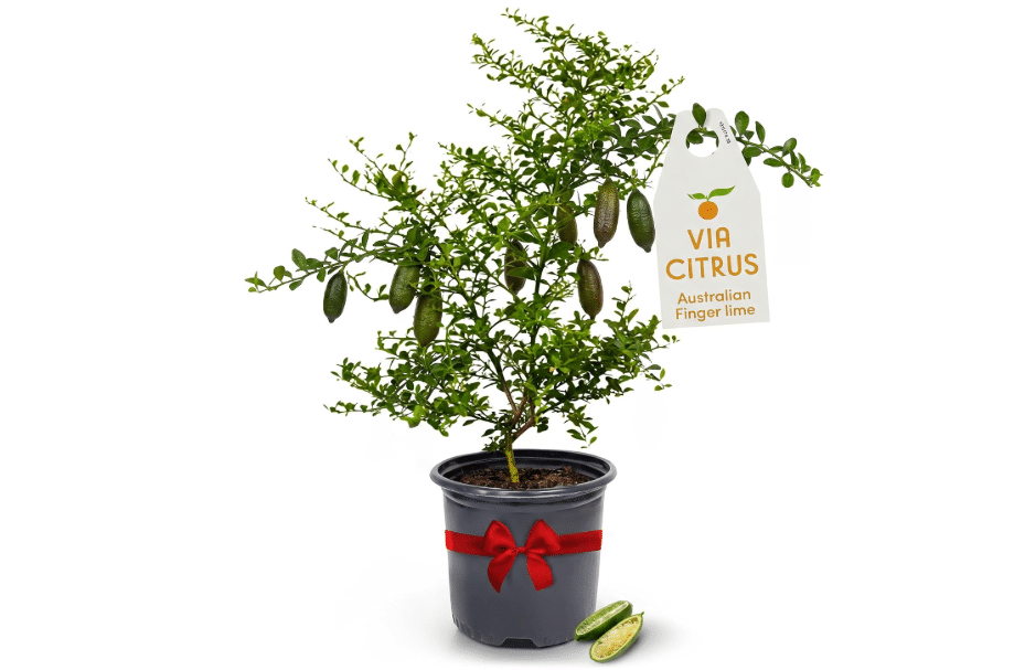 Australian Finger Lime Tree Live Plant 13-22" Tall by Via Citrus Indoor | Florida Grown Indoor Finger Lime Tree Outdoor Citrus Tree