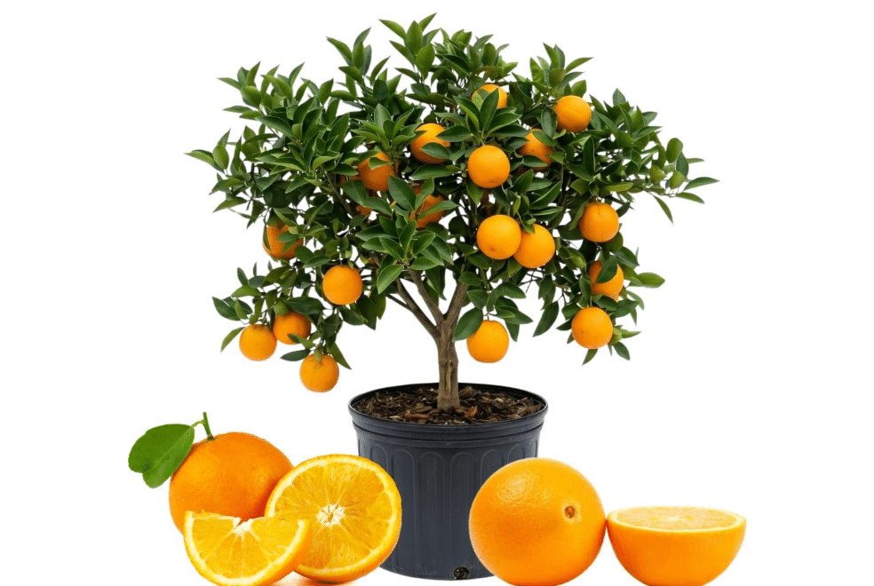 Navel Orange Tree Plant Live, Hardy Garden Plant, 1-2 Ft Tall, 1 Gallon Pot | Loose Draining Soil, US Zones 5-9, Moderate Watering, Quick