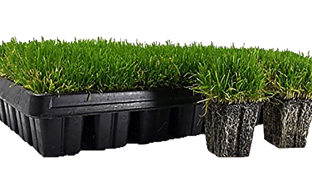 
Zoysia Plugs - 50 Large Grass Plugs - Drought Tolerant, Low Maintenance