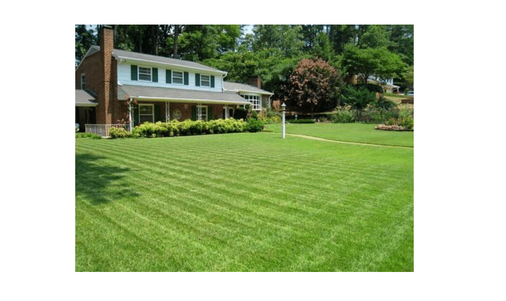
Compadre Zoysia Grass Seed "100% Pure Seeds Signature Series" 2 Lbs Bulk