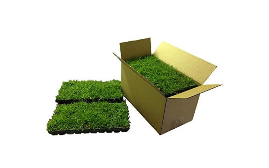 
Zoysia Plugs - 100 Full Zoysia Grass Plugs | Mature Roots | Individually Grown