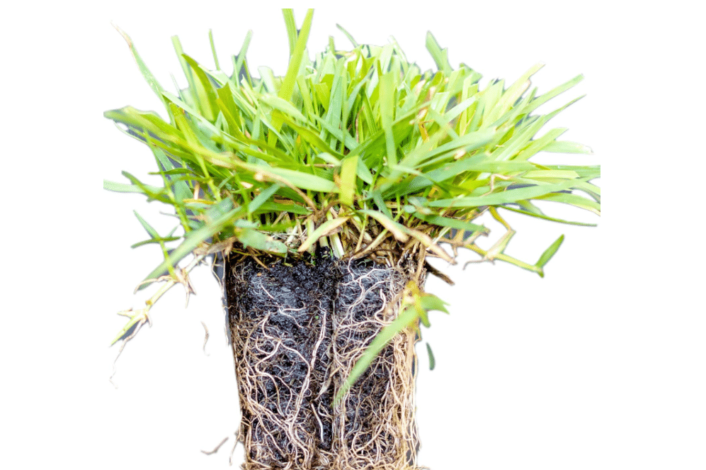 
50 Zoysia Grass Plugs & Auger