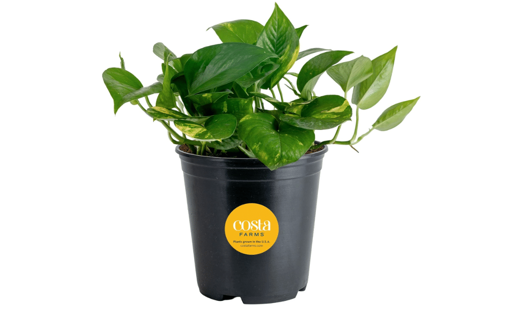 Costa Farms Golden Pothos, Live Indoor Plant, Trailing Vine, Air Purifying | Fast-growing trailing vine, one of the easiest to grow. Great indoor houseplant