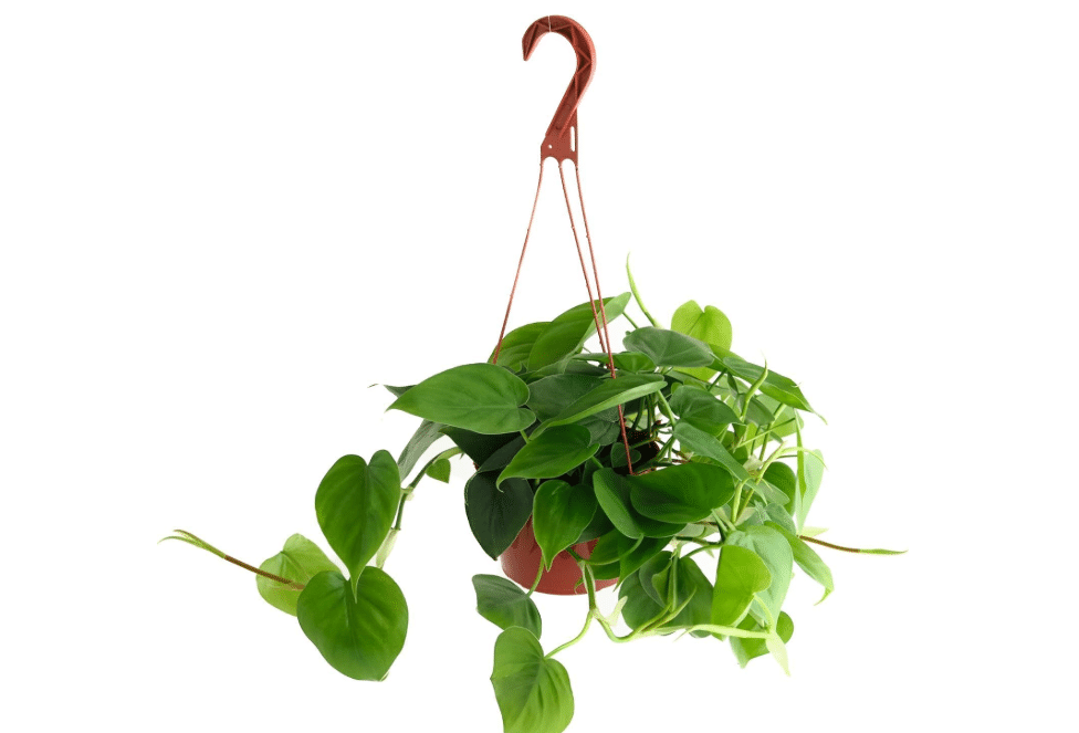 Shop Succulents Heartleaf Philodendron Cordatum, Live Indoor Houseplant, Easy Care Trailing Plant for Home Decor, Office, Room Decoration