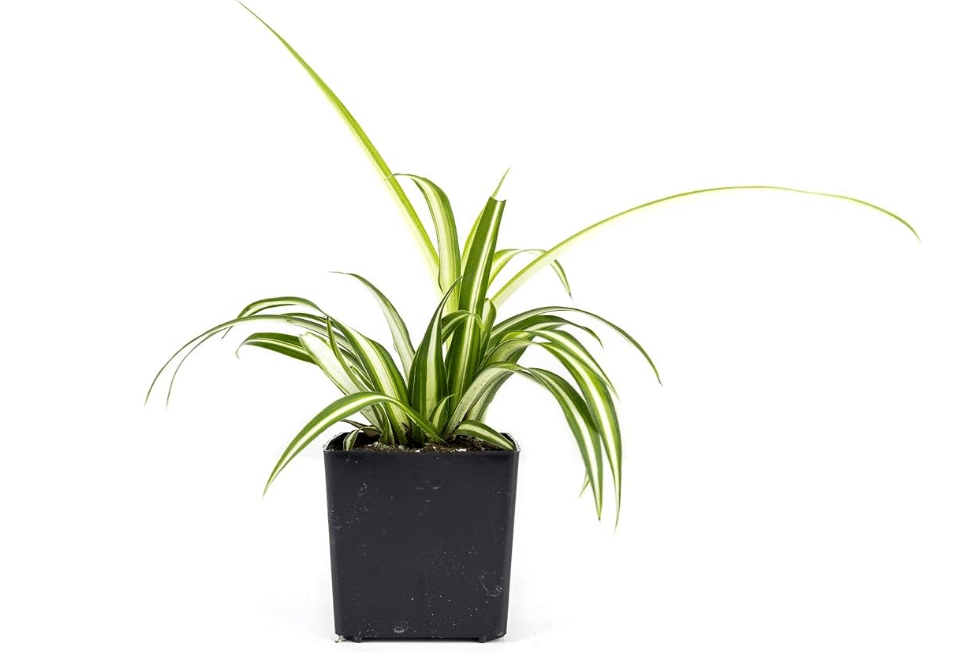 Chlorophytum comosum 'Spider Plant' (Grower's Choice)