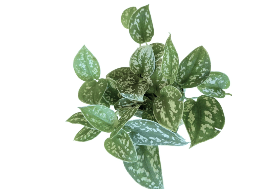 Hopewind Plants Shop Pothos Live Indoor Plant, 4 inch Pot, Variegated White and Green Leaves - Easy to Care for - Perfect for Indoor and Outdoor Home