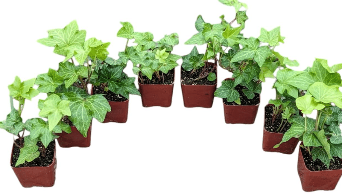 English Ivy Plants, 2 Inch Pots, Set of 8, Live Indoor House Plants