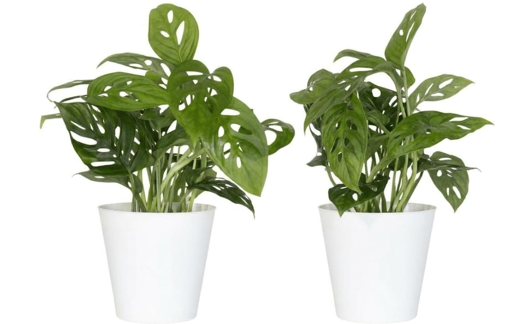 Monstera 2-Pack Monstera Adansonii in 4-Inch White Decorative Pots Swiss Cheese Plant Live Indoor Plants Vining Tropical Houseplants for Office and Home.