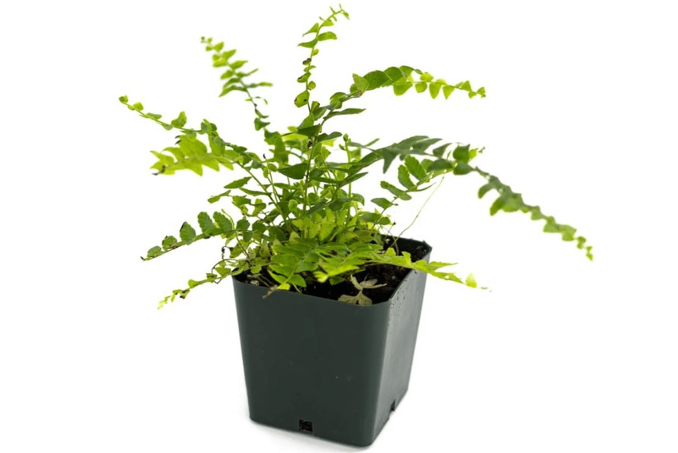 Nephrolepis exaltata - True Boston Fern