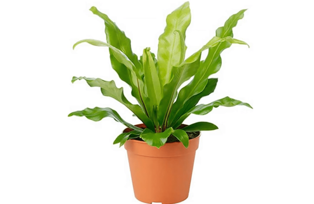 American Plant Exchange Bird’s Nest Fern – 6-Inch Pot – Live Easy Care Indoor Houseplant, Air-Purifying, Pet-Friendly Tropical Plant for Bathrooms