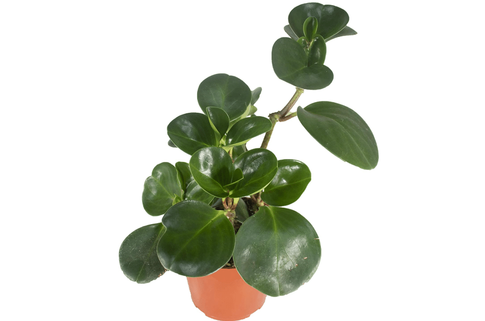 Live Baby Rubber Plant - 4'' Small Pot Peperomia Obtusifolia from California Tropicals, Ideal Gift for Office, Garden, Home Decor, Indoor and.