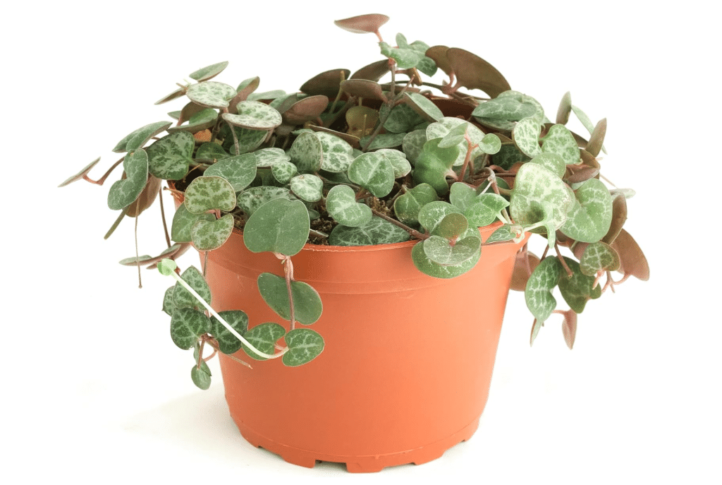 Shop Succulents String of Hearts Hanging Rare Succulent, Ceropegia Woodii, Fully Rooted Live 4" Succulent Plant, Low Maintenance Indoor Plant