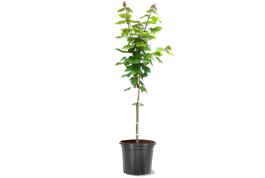 Autumn Blaze Maple, 1 Gallon Live Nursery Pot, Fast Growing Shade Tree with Fall Color | Arbor Day Foundation (Due to Agricultural Laws, Unavailable to CA.