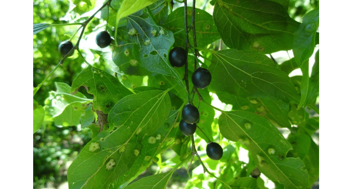 Common Hackberry (Celtis Occidentalis)