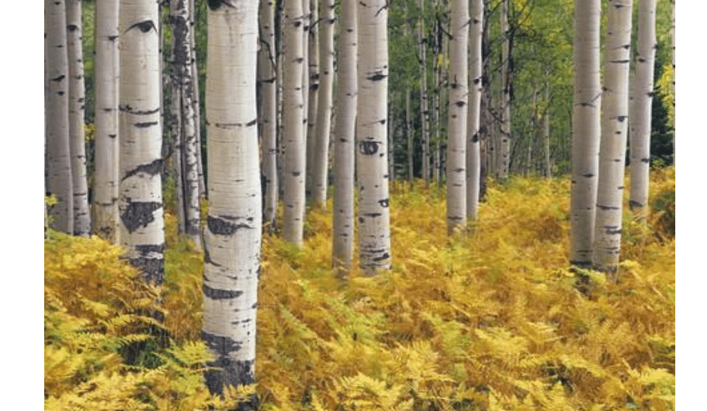 8-10" Tall Quaking Aspen (Populus tremuloides), 1 Year Old Plant