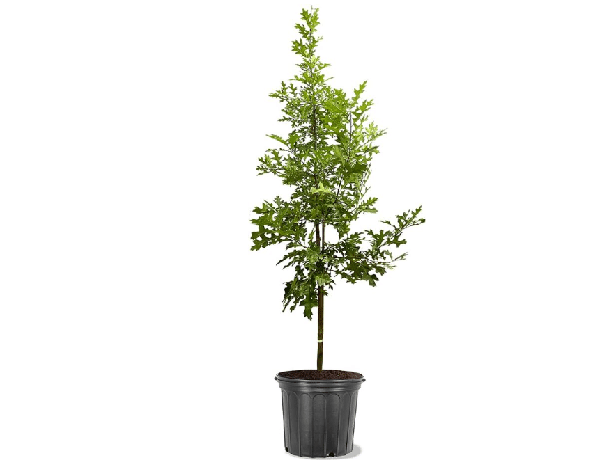 Northern Red Oak Tree, Vibrant Foliage, Deciduous, Tall, Acorn Producing, 5 gal, Nursery Pot (Due to Agricultural Laws, we Unable to Ship