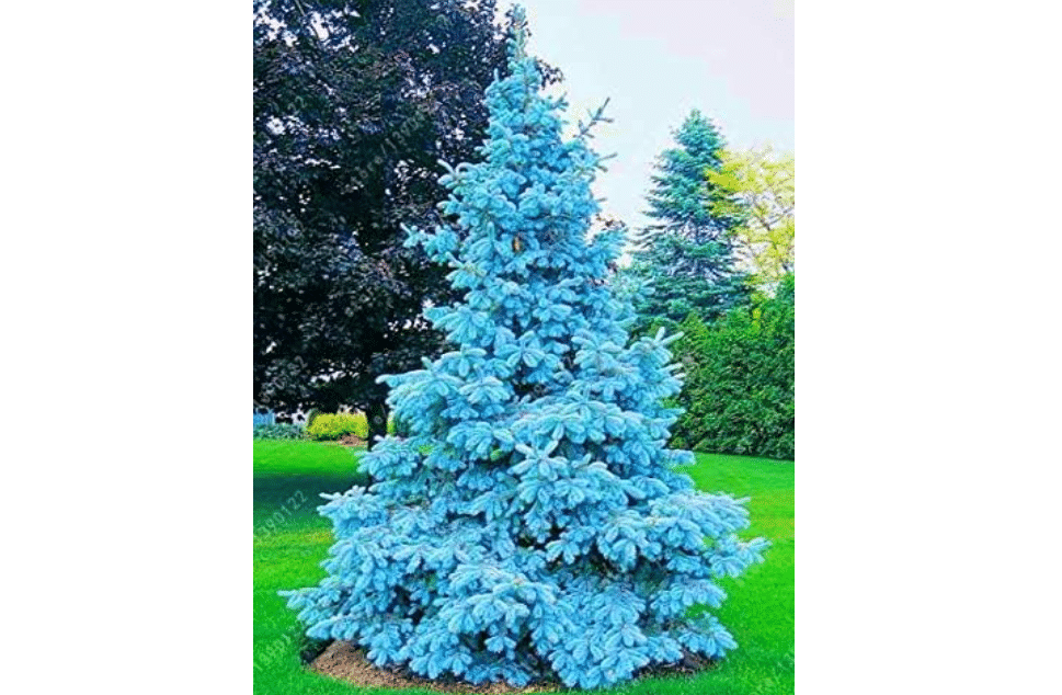 Colorado Blue Spruce Live Seedling – Picea pungens glauca Evergreen Tree for Planting – Live Starter Tree for Privacy, Windbreak, Landscaping