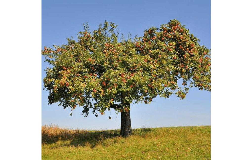 Brighter Blooms Honeycrisp™ Apple Tree, 4-5 ft. | No Shipping