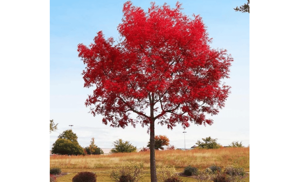 Chinese Pistachio Tree (Pistachia chinesnsis) Aka Chinese Pistache Tree