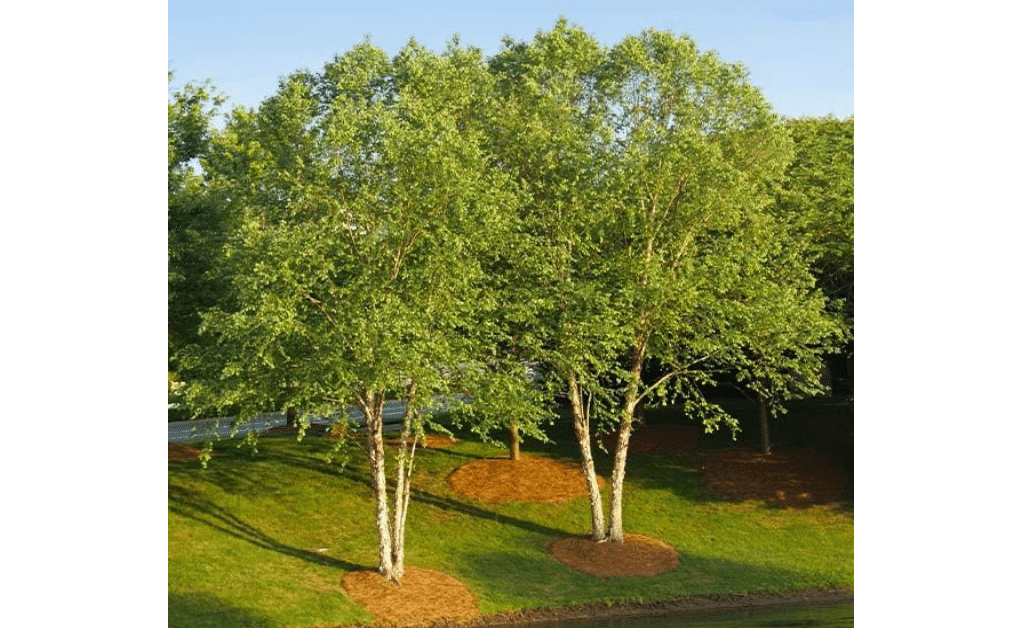 Brighter Blooms Heritage River Birch Tree, 3-4 Feet | No Shipping