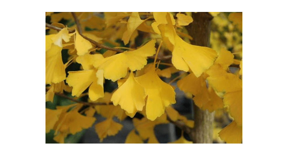 Ginkgo Biloba Autumn Gold 1 - Year Graft