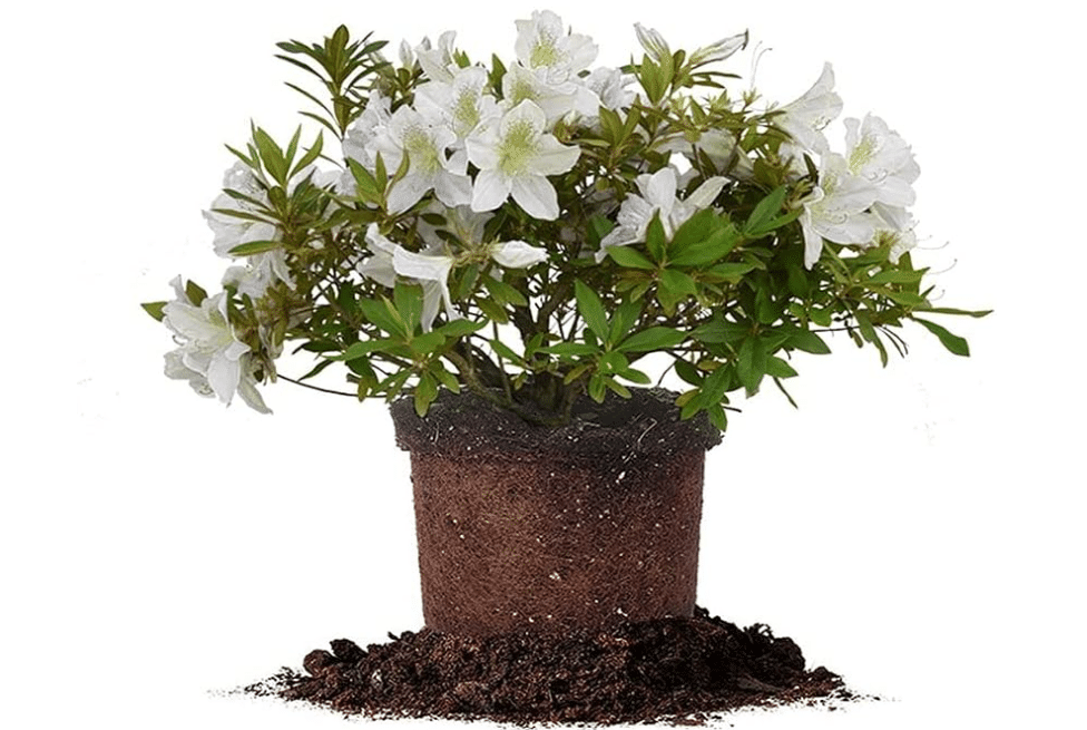 GG Gerbing Azalea Bush | 3 Gal. Pot | Large White Blooms | Southern Staple
