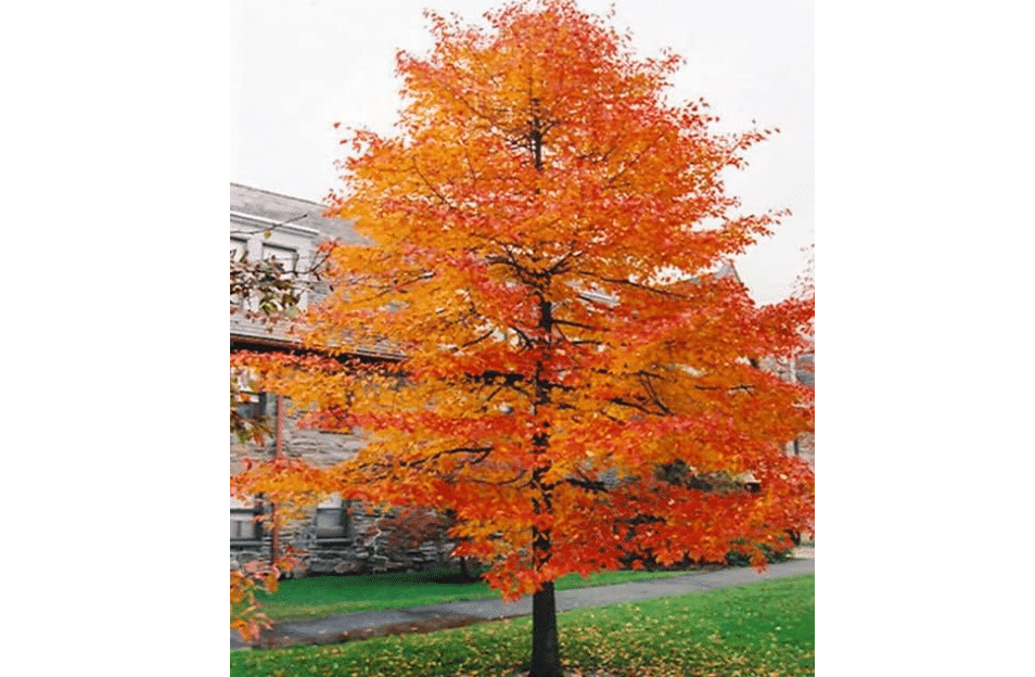 Black Gum Tree (Black Tupelo/Sour Gum Tree) - 10-16" Tall - Quart Pot | Blackgum