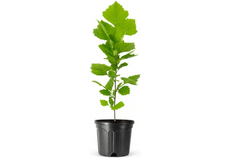 American Sycamore | 2 Large Trade Gallon Size Trees | Platanus occidentalis | Fast-Growing Shade Plants | Privacy Enhancing Greenery for Expansive