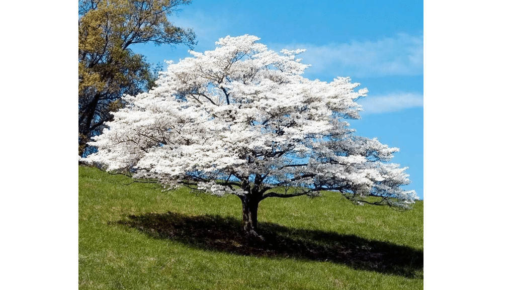 2 White Flowering Dogwood Trees - 24-36" Tall (2-3 Ft) Live Plants