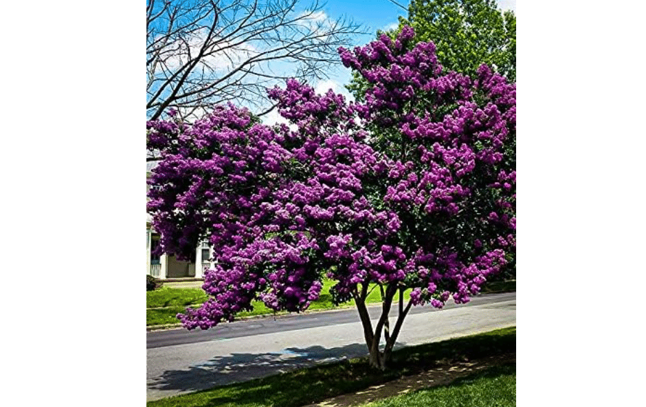 Obsidian Amethyst™ Crape Myrtle ~Striking Purple Blooms on Dark Foliage, Southern Charm Original Bred for Toughness,